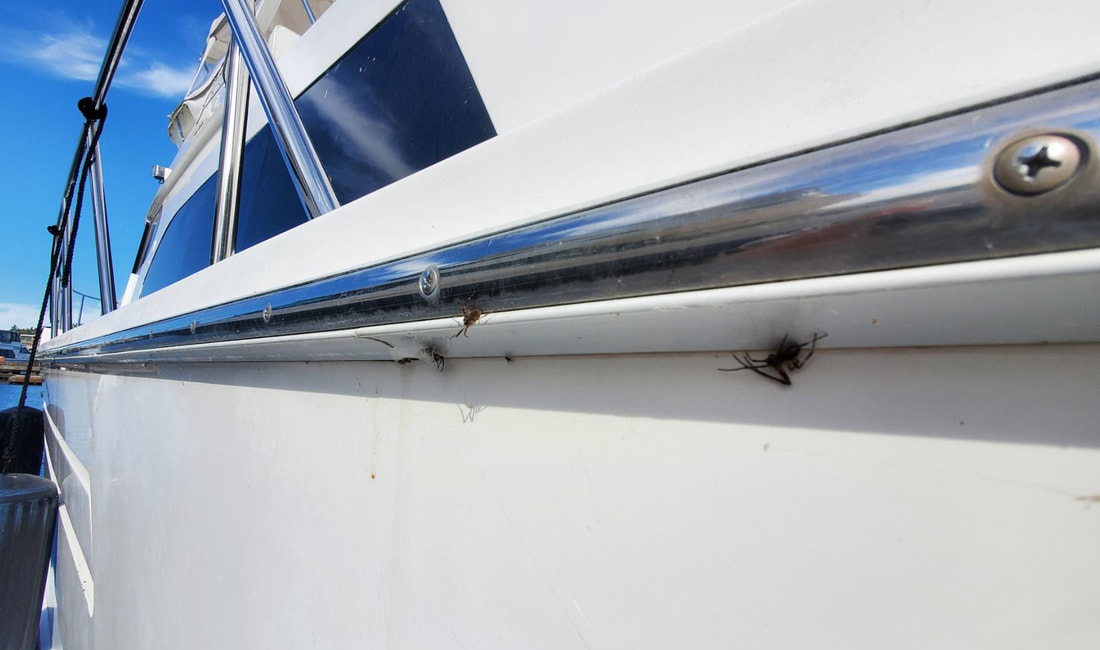 Got Bird Poop and Spider Poop on Your Boat - Star Brite Products 